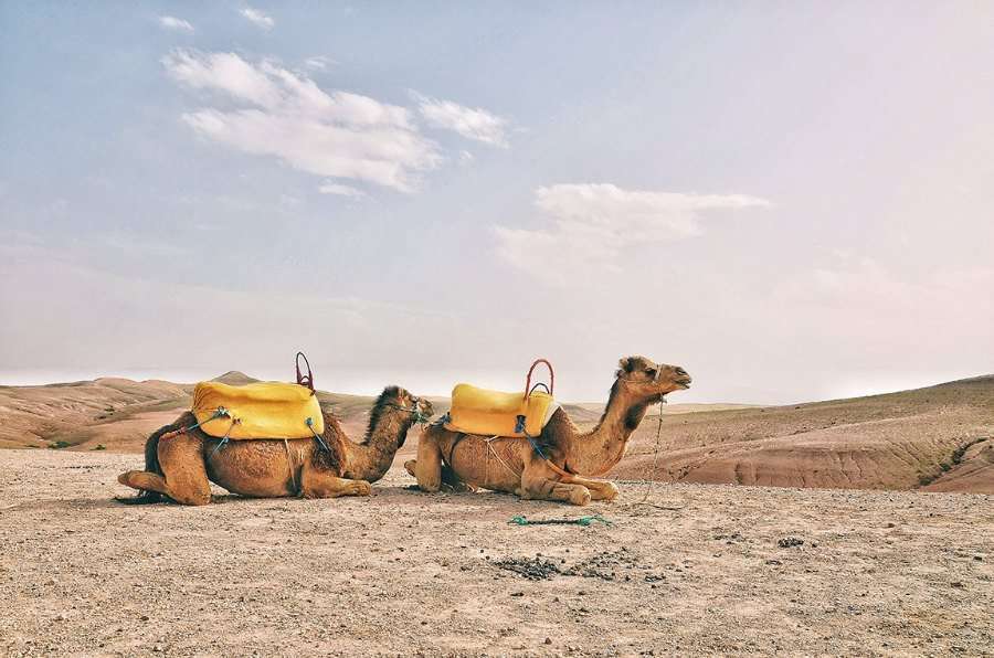 boda en el desierto con camellos 