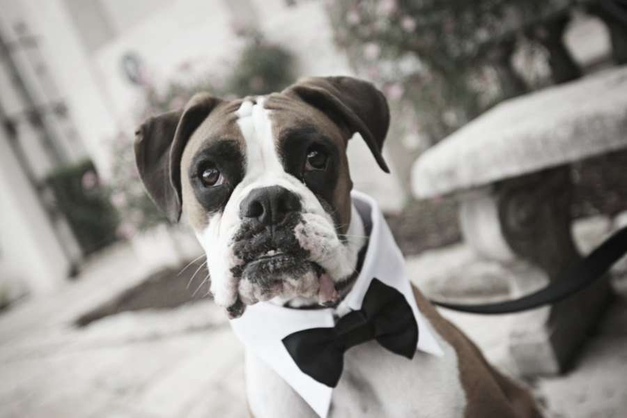 ¿ Asistirá tu mejor amigo a la boda ? Mi mejor amigo en mi boda