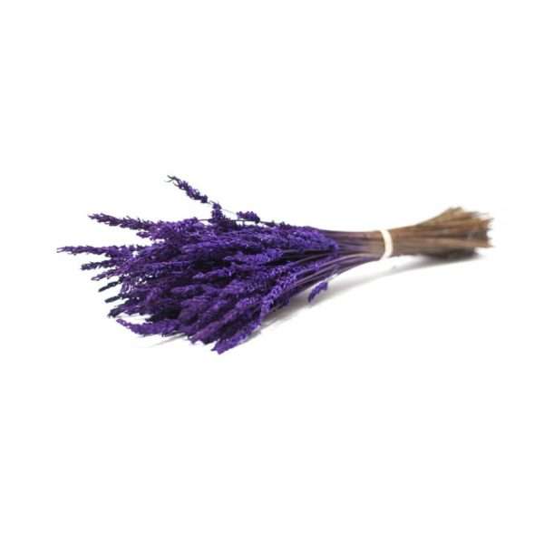 Lavanda preservada